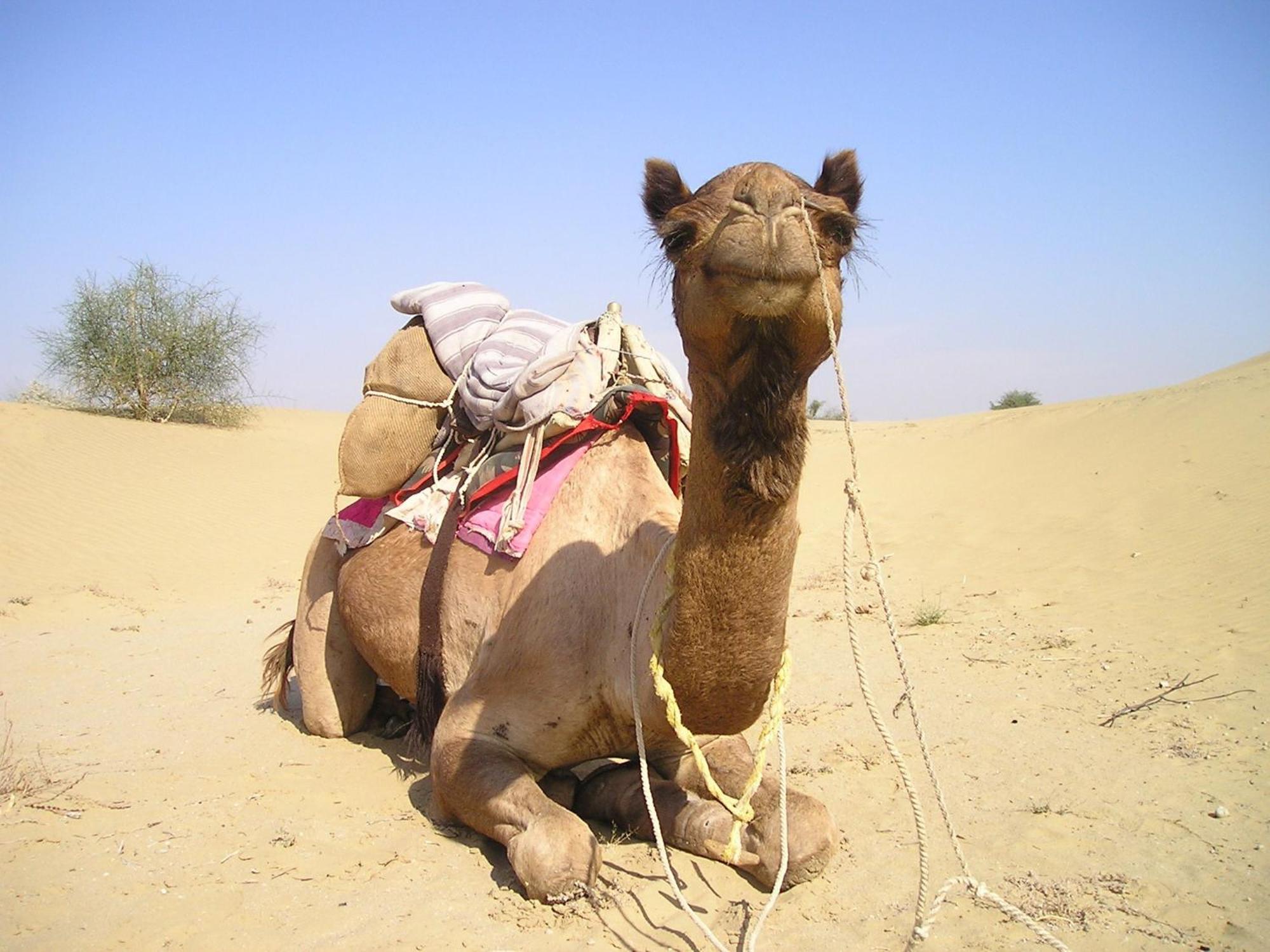 Hotel Royal Jaisalmer Luaran gambar