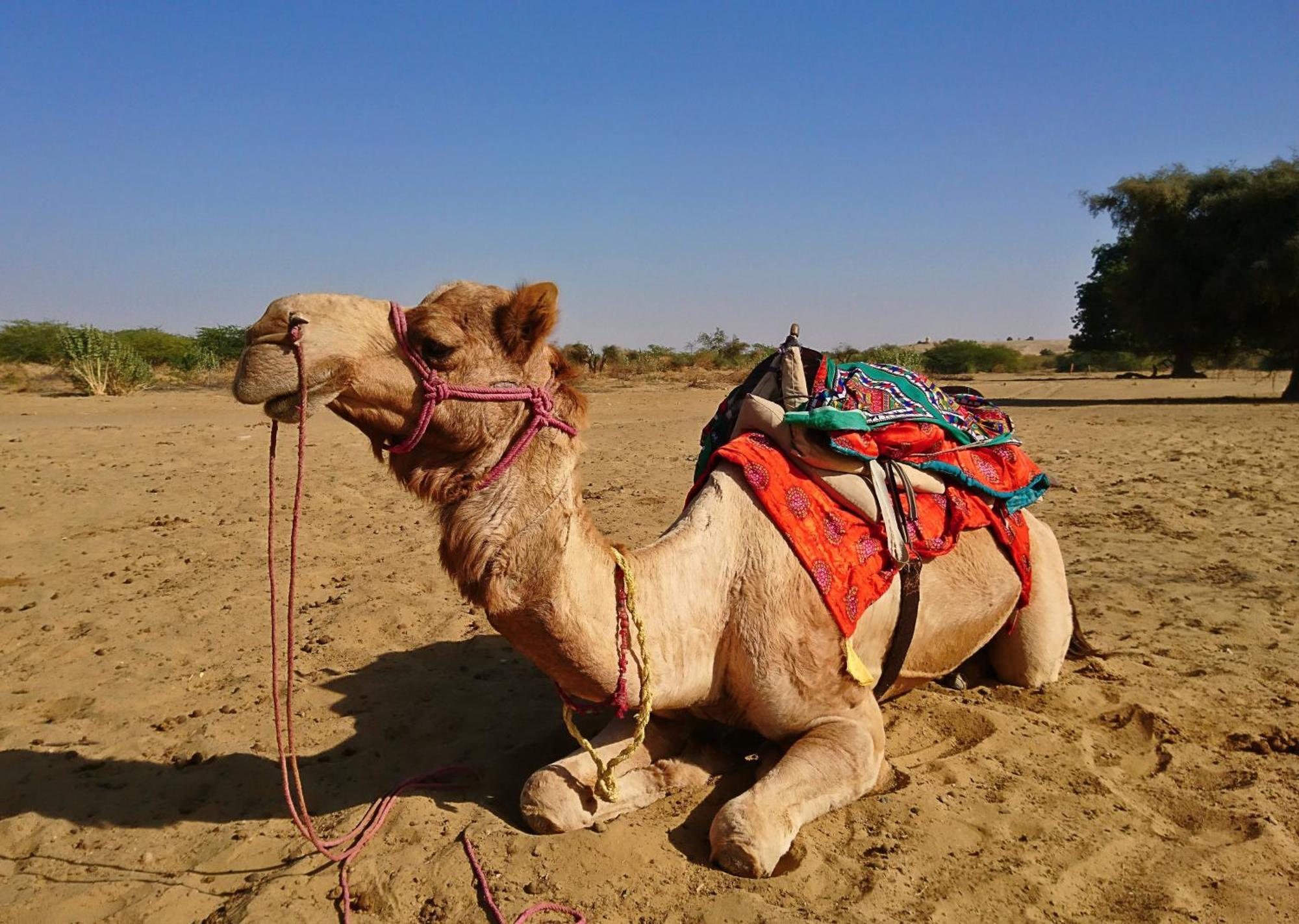 Hotel Royal Jaisalmer Luaran gambar