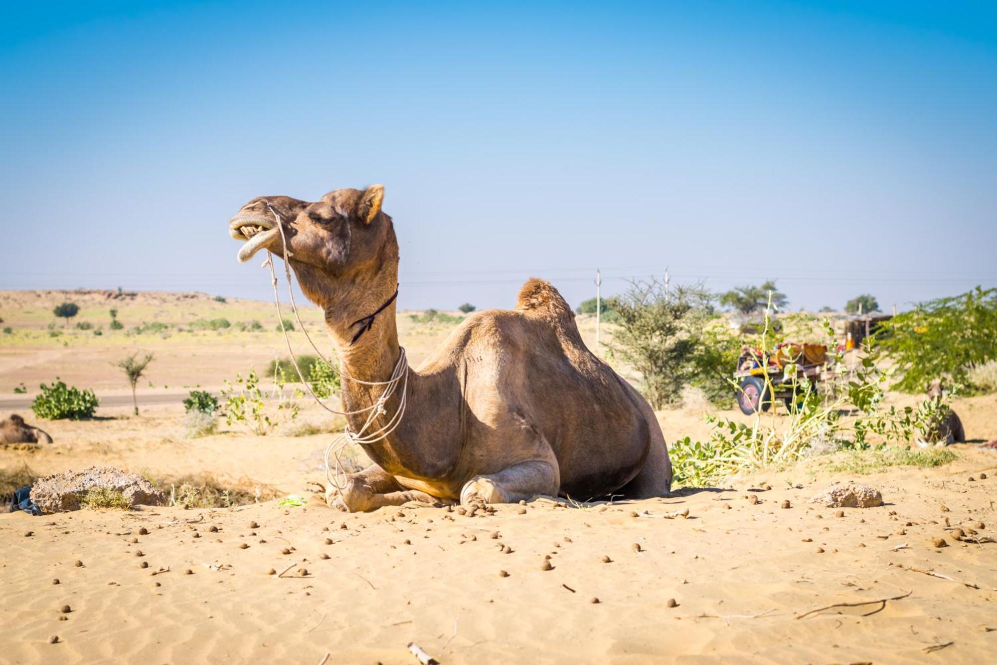 Hotel Royal Jaisalmer Luaran gambar