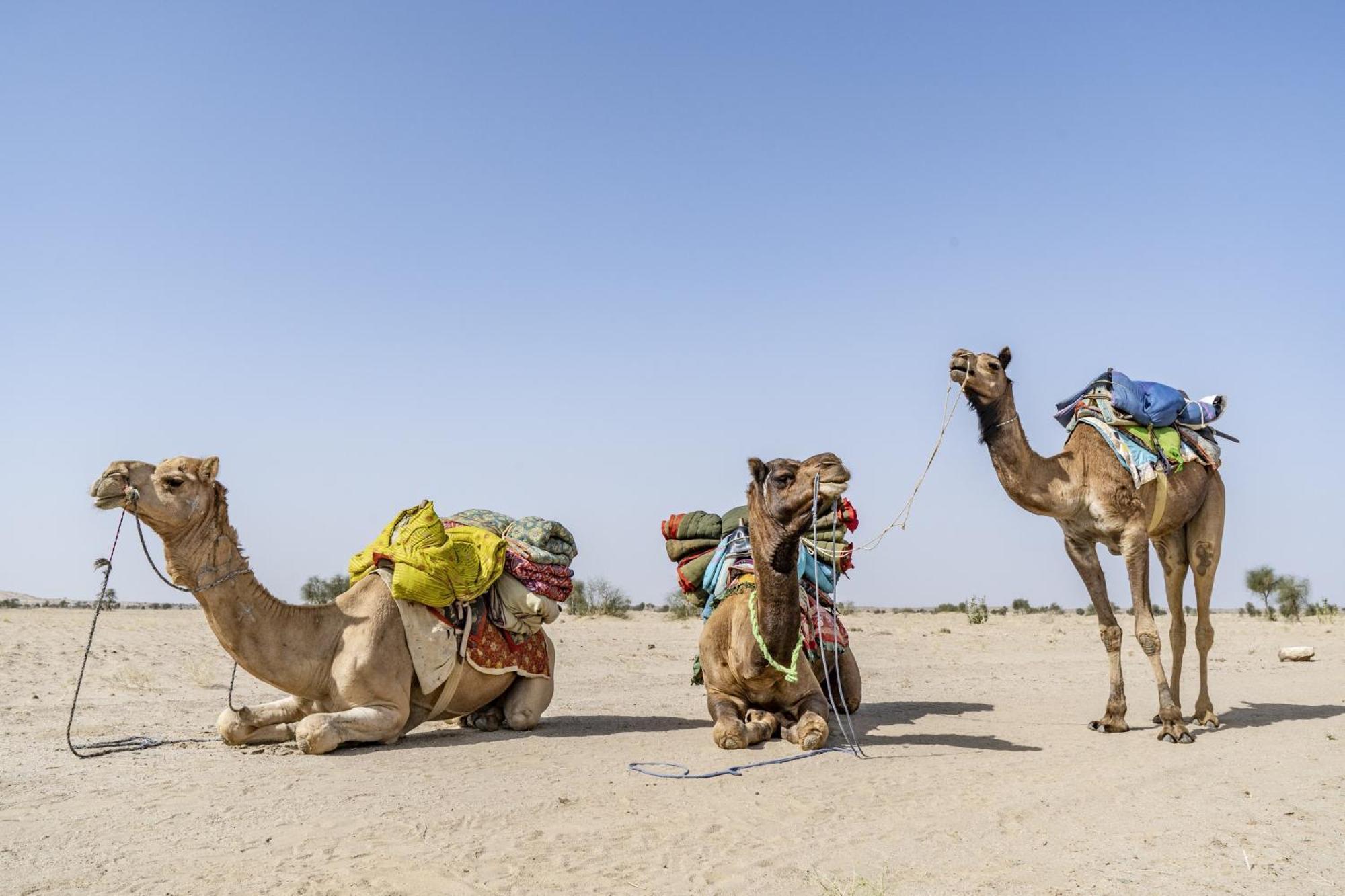 Hotel Royal Jaisalmer Luaran gambar